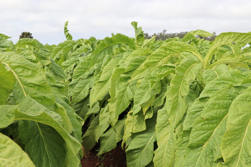 Substrato para mudas de tabaco