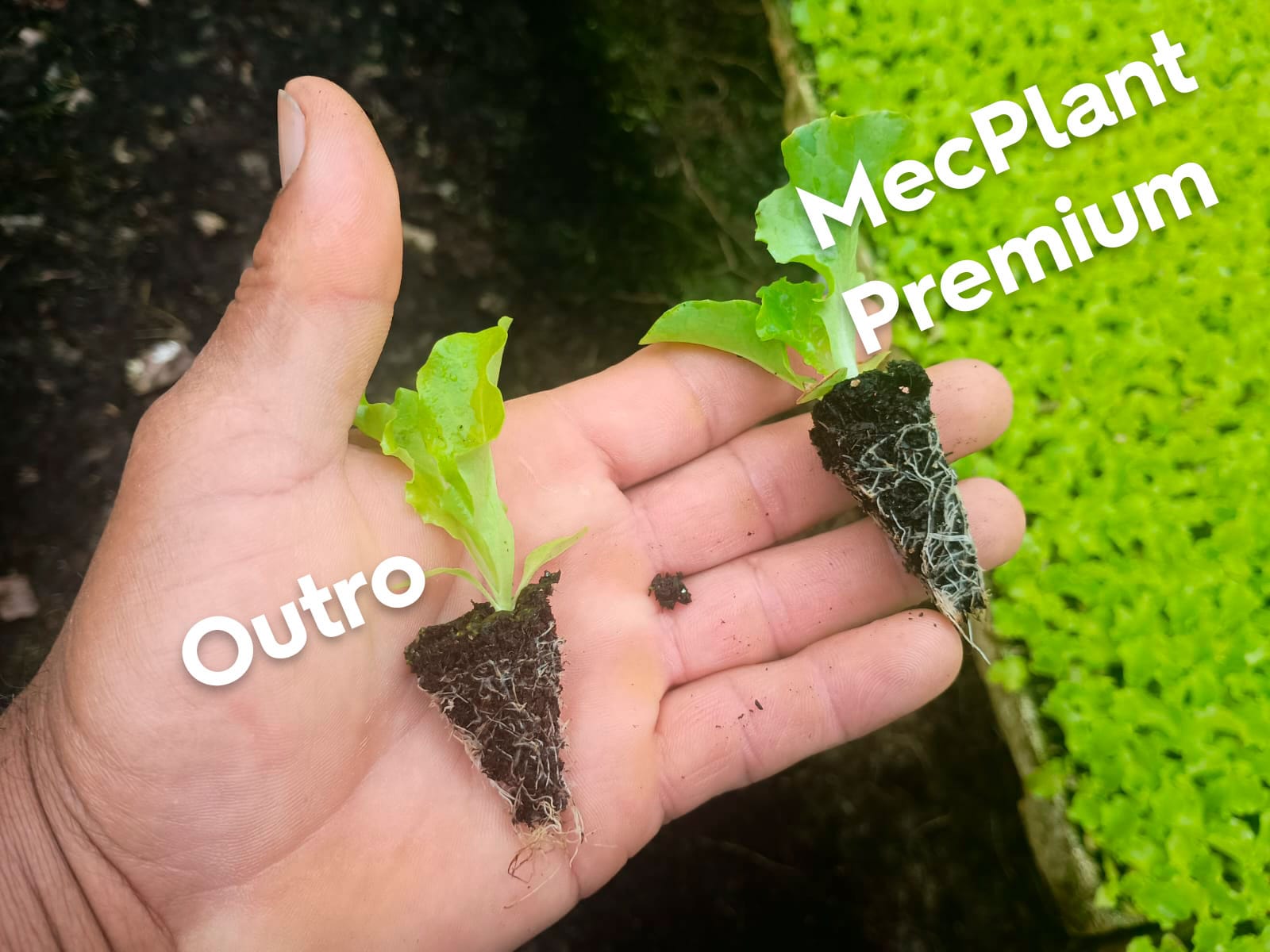 Substrato para mudas MecPlant Premium