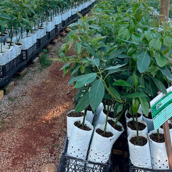 Substrato para mudas de abacate