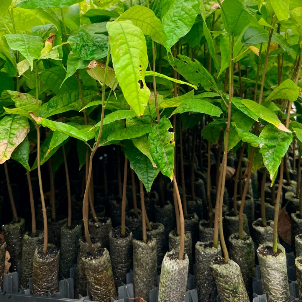 Substrato para mudas de cacau