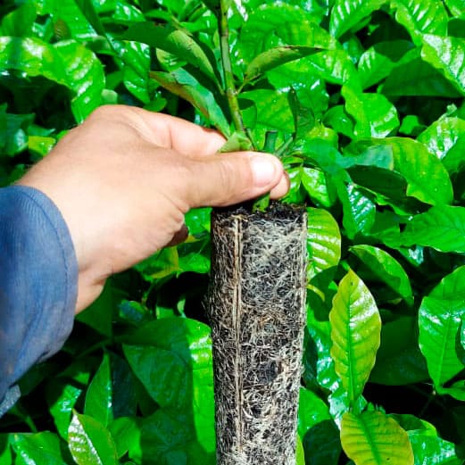 Substrato para mudas de café