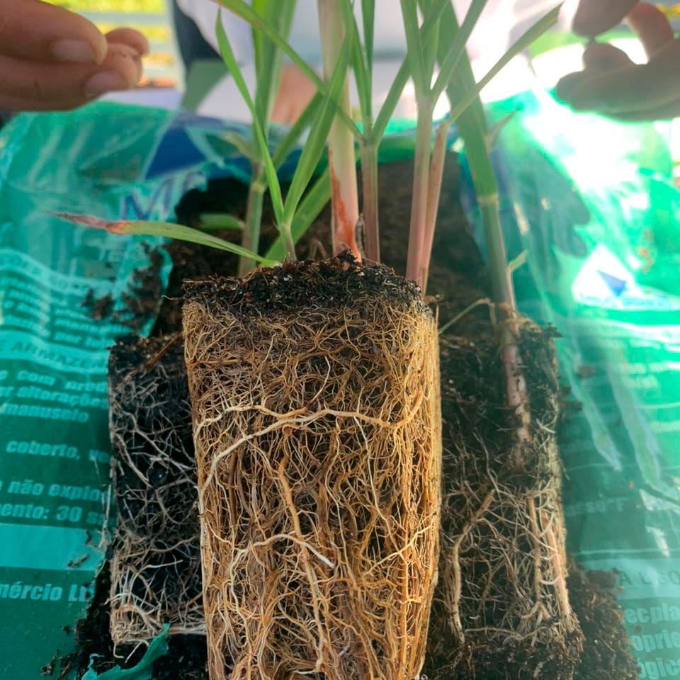 Substrato para mudas de cana