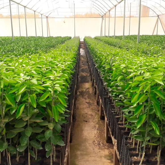 Substrato para mudas de citrus