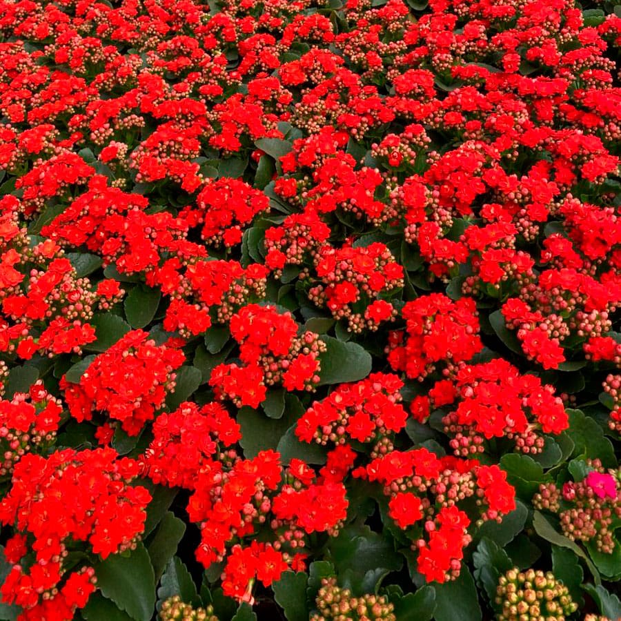 Substrato para mudas de flores