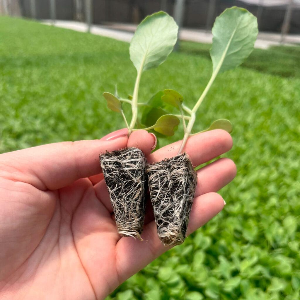 Substrato para mudas de hortaliças