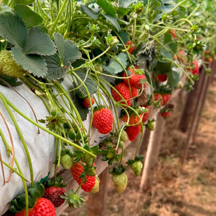 Substrato para mudas de morango